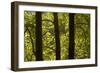 Oriental Plane Tree (Platanus Orientalis) Trunks, Meteora, Greece, October 2008-Radisics-Framed Photographic Print