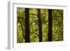 Oriental Plane Tree (Platanus Orientalis) Trunks, Meteora, Greece, October 2008-Radisics-Framed Photographic Print