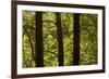 Oriental Plane Tree (Platanus Orientalis) Trunks, Meteora, Greece, October 2008-Radisics-Framed Photographic Print