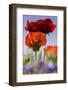 Oriental Poppy, Blossoms, Detail-Cisfo-Framed Photographic Print