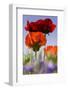 Oriental Poppy, Blossoms, Detail-Cisfo-Framed Photographic Print