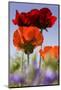 Oriental Poppy, Blossoms, Detail-Cisfo-Mounted Photographic Print