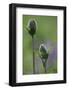 Oriental Poppy, Papaver Oriental 'Brillant', Cultivated Form, Buds with Dewdrops-Andreas Keil-Framed Photographic Print