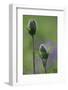 Oriental Poppy, Papaver Oriental 'Brillant', Cultivated Form, Buds with Dewdrops-Andreas Keil-Framed Photographic Print