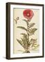 Oriental Poppy (Papaver Orientale), Papaveraceae by Francesco Peyrolery, Watercolour, 1756-null-Framed Giclee Print