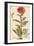 Oriental Poppy (Papaver Orientale), Papaveraceae by Francesco Peyrolery, Watercolour, 1756-null-Framed Giclee Print