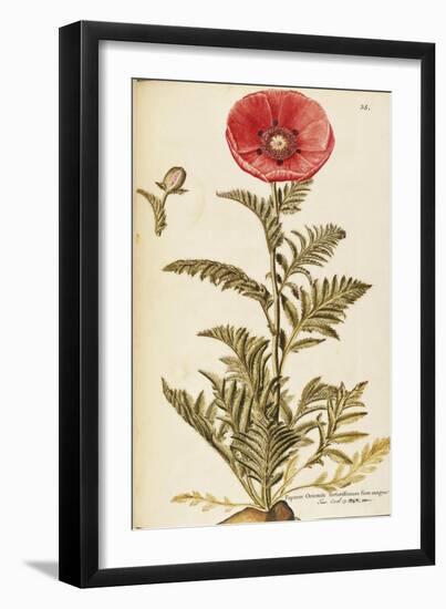 Oriental Poppy (Papaver Orientale), Papaveraceae by Francesco Peyrolery, Watercolour, 1756-null-Framed Giclee Print