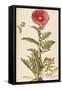 Oriental Poppy (Papaver Orientale), Papaveraceae by Francesco Peyrolery, Watercolour, 1756-null-Framed Stretched Canvas