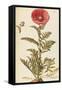 Oriental Poppy (Papaver Orientale), Papaveraceae by Francesco Peyrolery, Watercolour, 1756-null-Framed Stretched Canvas