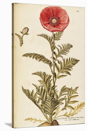 Oriental Poppy (Papaver Orientale), Papaveraceae by Francesco Peyrolery, Watercolour, 1756-null-Stretched Canvas