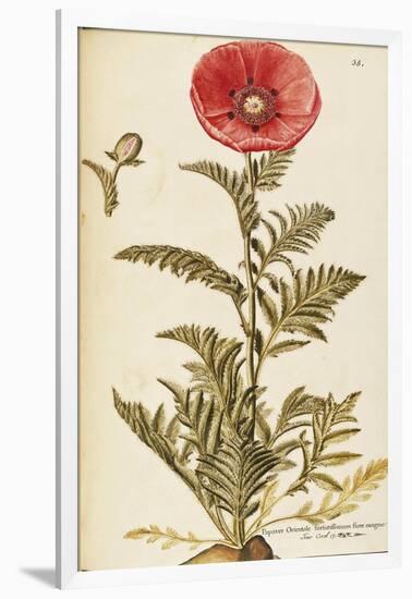 Oriental Poppy (Papaver Orientale), Papaveraceae by Francesco Peyrolery, Watercolour, 1756-null-Framed Giclee Print