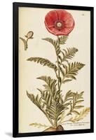 Oriental Poppy (Papaver Orientale), Papaveraceae by Francesco Peyrolery, Watercolour, 1756-null-Framed Giclee Print