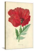 Oriental Poppy-Frederick Edward Hulme-Stretched Canvas