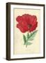 Oriental Poppy-Frederick Edward Hulme-Framed Giclee Print