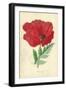 Oriental Poppy-Frederick Edward Hulme-Framed Giclee Print