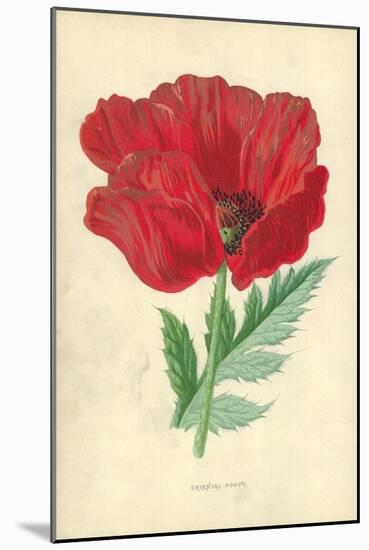 Oriental Poppy-Frederick Edward Hulme-Mounted Giclee Print