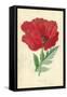 Oriental Poppy-Frederick Edward Hulme-Framed Stretched Canvas