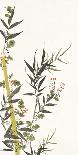 Noble Bamboo-Oriental School-Art Print