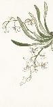 Noble Bamboo-Oriental School-Art Print