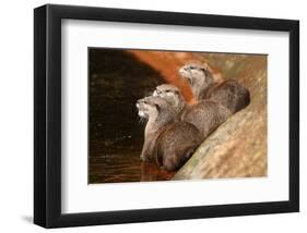 Oriental Short-Clawed Otters-null-Framed Art Print