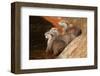 Oriental Short-Clawed Otters-null-Framed Art Print