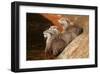 Oriental Short-Clawed Otters-null-Framed Art Print