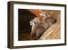 Oriental Short-Clawed Otters-null-Framed Art Print