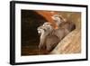 Oriental Short-Clawed Otters-null-Framed Art Print