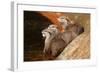 Oriental Short-Clawed Otters-null-Framed Art Print