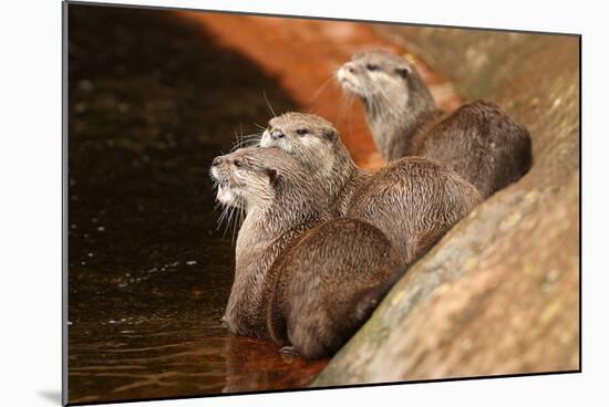 Oriental Short-Clawed Otters-null-Mounted Art Print