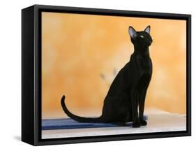 Oriental Shorthair Cat, Black Ebony-Petra Wegner-Framed Stretched Canvas