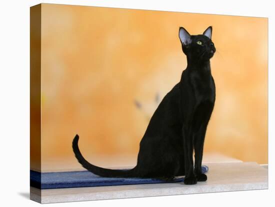 Oriental Shorthair Cat, Black Ebony-Petra Wegner-Stretched Canvas