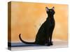 Oriental Shorthair Cat, Black Ebony-Petra Wegner-Stretched Canvas