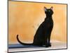 Oriental Shorthair Cat, Black Ebony-Petra Wegner-Mounted Photographic Print