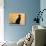 Oriental Shorthair Cat, Black Ebony-Petra Wegner-Photographic Print displayed on a wall