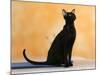 Oriental Shorthair Cat, Black Ebony-Petra Wegner-Mounted Photographic Print