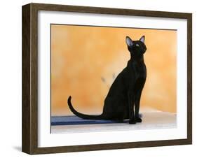 Oriental Shorthair Cat, Black Ebony-Petra Wegner-Framed Photographic Print