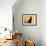 Oriental Shorthair Cat, Black Ebony-Petra Wegner-Framed Photographic Print displayed on a wall