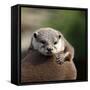 Oriental Small-clawed Otter-Linda Wright-Framed Stretched Canvas