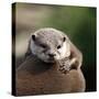 Oriental Small-clawed Otter-Linda Wright-Stretched Canvas