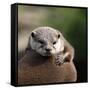 Oriental Small-clawed Otter-Linda Wright-Framed Stretched Canvas