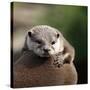 Oriental Small-clawed Otter-Linda Wright-Stretched Canvas