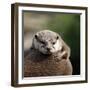 Oriental Small-clawed Otter-Linda Wright-Framed Premium Photographic Print