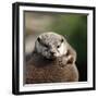 Oriental Small-clawed Otter-Linda Wright-Framed Premium Photographic Print