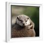 Oriental Small-clawed Otter-Linda Wright-Framed Premium Photographic Print