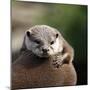 Oriental Small-clawed Otter-Linda Wright-Mounted Premium Photographic Print