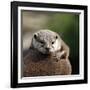 Oriental Small-clawed Otter-Linda Wright-Framed Photographic Print