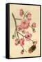 Oriental Style Depiction of Pink Cherry Blossom Showing the Branch Buds and Open Flowers-null-Framed Stretched Canvas