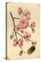 Oriental Style Depiction of Pink Cherry Blossom Showing the Branch Buds and Open Flowers-null-Stretched Canvas