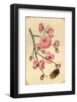 Oriental Style Depiction of Pink Cherry Blossom Showing the Branch Buds and Open Flowers-null-Framed Photographic Print